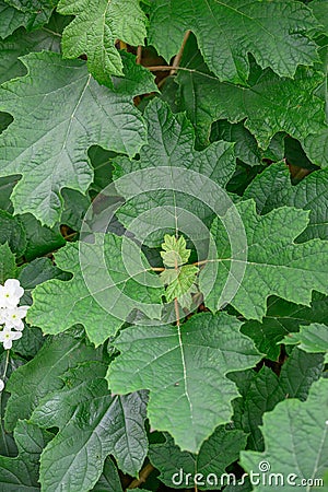 Oakleaf Hydrangea quercifolia Lady Anne oakleaf-shaped leaves Stock Photo